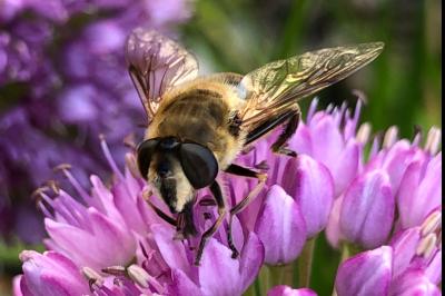<i>Eristalis tenax</i>