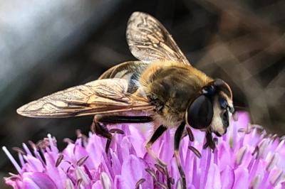 <i>Eristalis tenax</i>