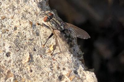 <i>Sarcophaga carnaria</i>
