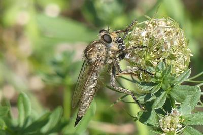 <i>Eutolmus rufibarbis</i>