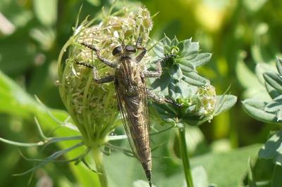 <i>Eutolmus rufibarbis</i>