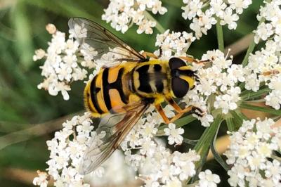 <i>Myathropa florea</i>
