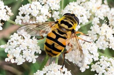 <i>Myathropa florea</i>