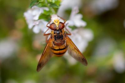 <i>Volucella inanis</i>