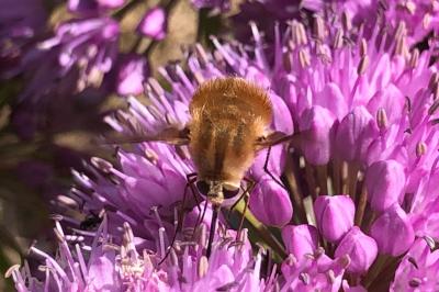 <i>Bombylius major</i>