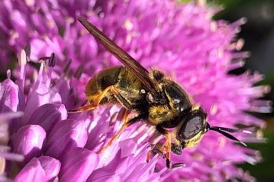 <i>Callicera</i>