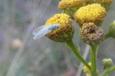 <i>Acanthiophilus helianthi</i>