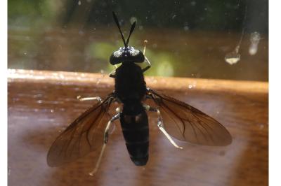 <i>Hermetia illucens</i>