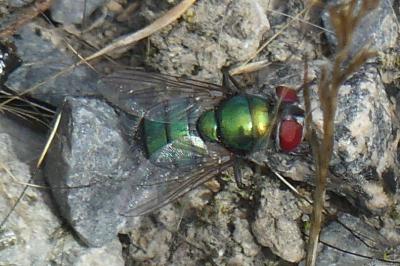 <i>Lucilia sericata</i>