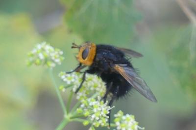 <i>Tachina grossa</i>