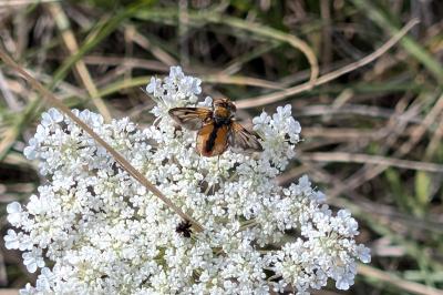<i>Ectophasia crassipennis</i>