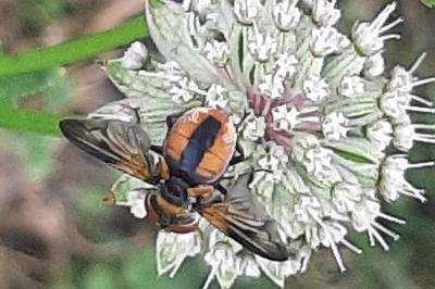 <i>Ectophasia crassipennis</i>