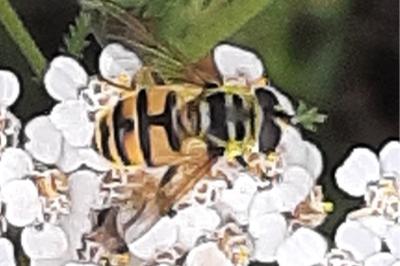 <i>Myathropa florea</i>