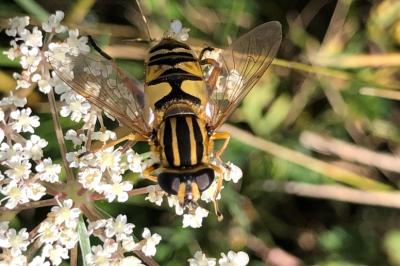 <i>Helophilus pendulus</i>
