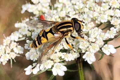 <i>Helophilus pendulus</i>