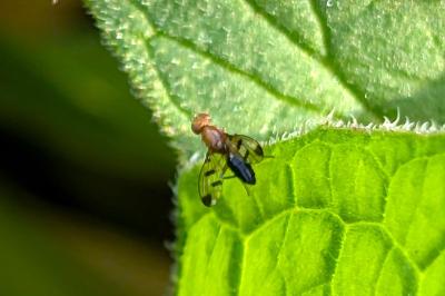 <i>Geomyza tripunctata</i>