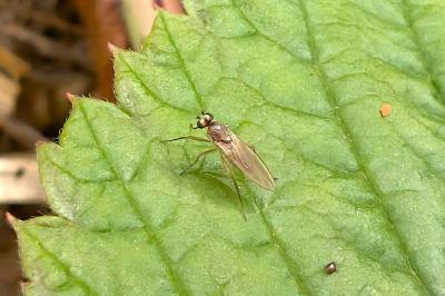 <i>Lonchoptera</i>