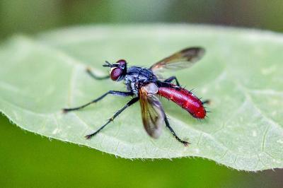<i>Cylindromyia bicolor</i>