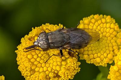 Stomorhina lunata