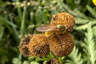<i>Scathophaga stercoraria</i>