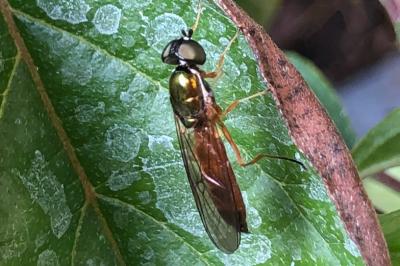 <i>Sargus bipunctatus</i>