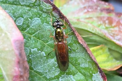 <i>Sargus bipunctatus</i>