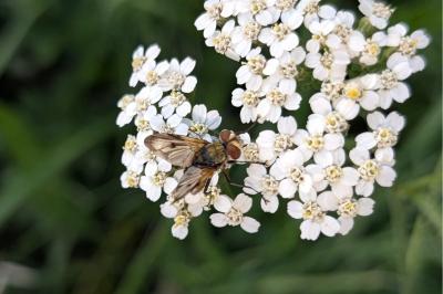 <i>Ectophasia crassipennis</i>