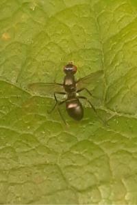 <i>Nemopoda nitidula</i>
