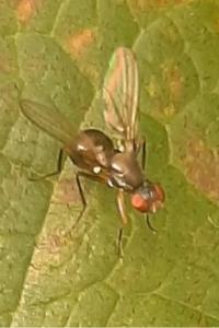 <i>Nemopoda nitidula</i>