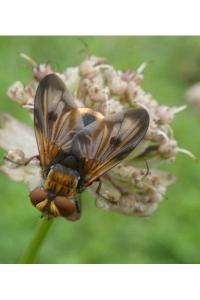 <i>Ectophasia crassipennis</i>