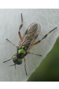 <i>Chorisops</i>