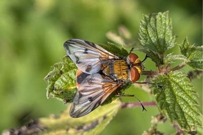 <i>Ectophasia crassipennis</i>