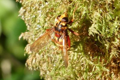 <i>Milesia crabroniformis</i>