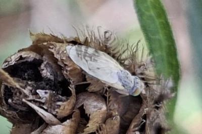 <i>Acanthiophilus helianthi</i>