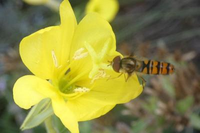 <i>Episyrphus balteatus</i>