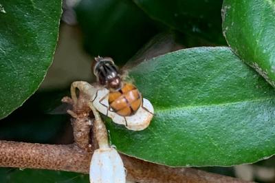 <i>Rhingia campestris</i>
