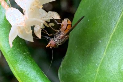 <i>Rhingia campestris</i>