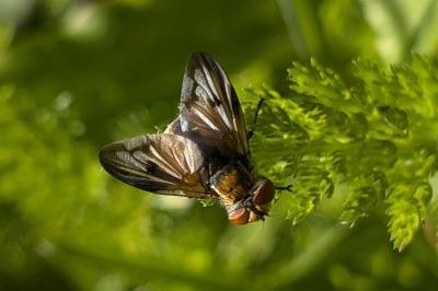 <i>Ectophasia crassipennis</i>