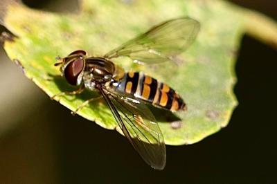 <i>Episyrphus balteatus</i>