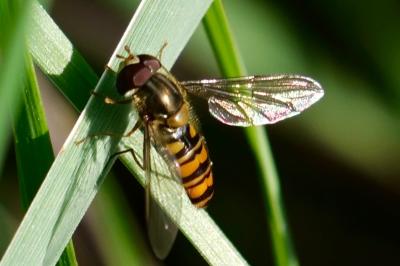 <i>Episyrphus balteatus</i>
