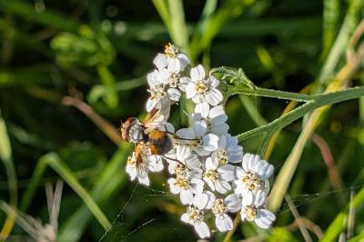 <i>Ectophasia</i>