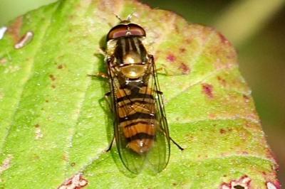 <i>Episyrphus balteatus</i>