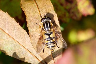 <i>Helophilus pendulus</i>