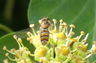 <i>Episyrphus balteatus</i>