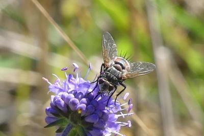 <i>Tachina fera</i>