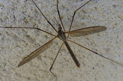 <i>Tipula</i>