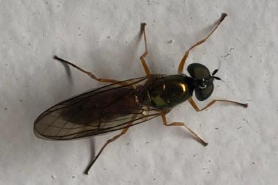 <i>Sargus bipunctatus</i>