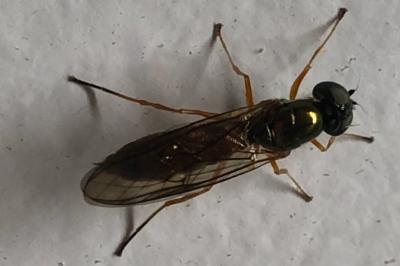 <i>Sargus bipunctatus</i>
