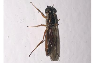 <i>Sargus bipunctatus</i>