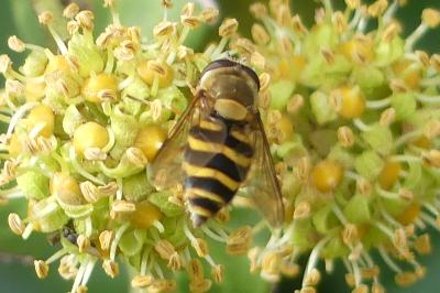 <i>Syrphus ribesii</i>